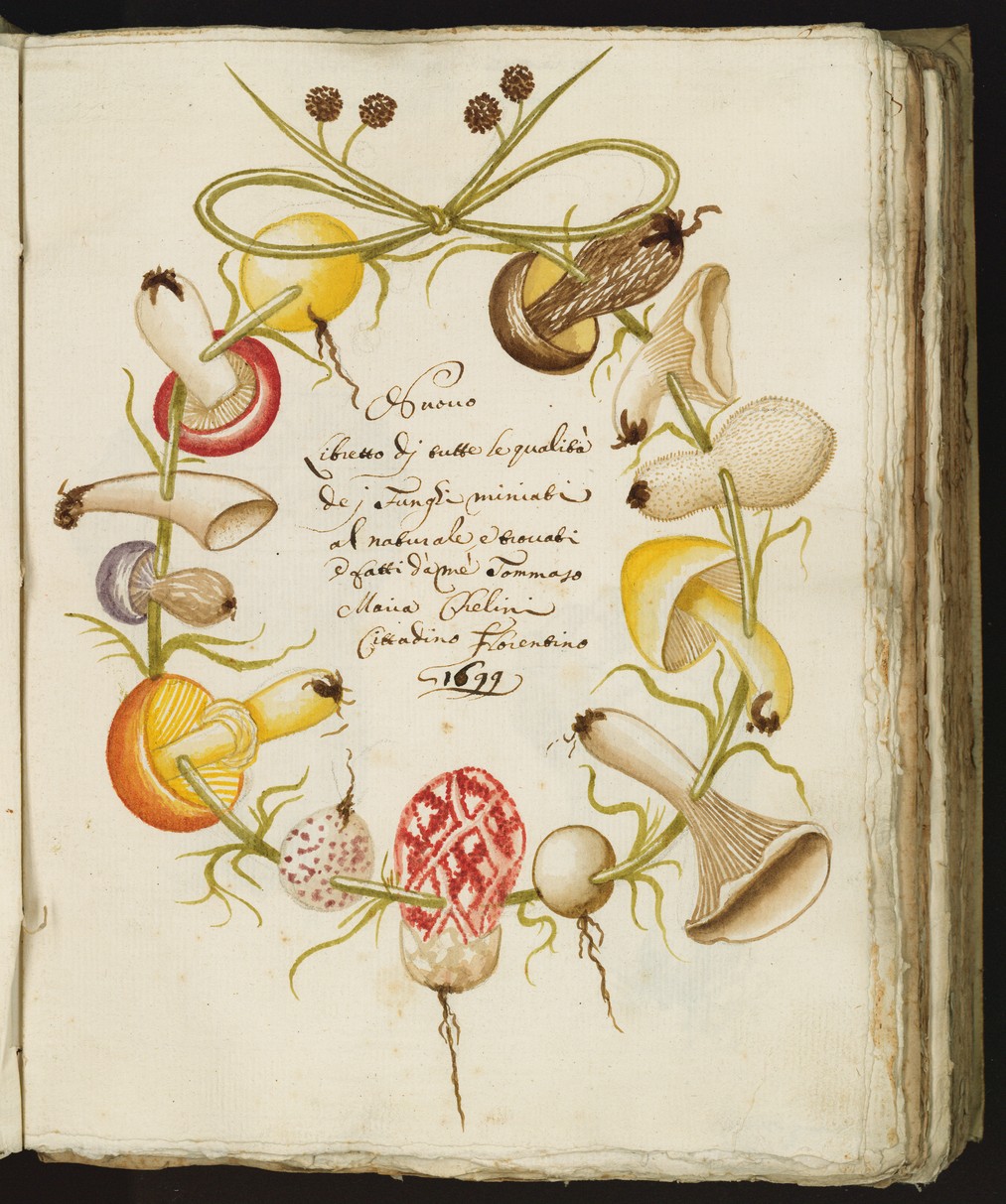 Tavola illustrata di Tommaso Maria ChelliniBiblioteca Biomedica, [Libro di funghi], 1699