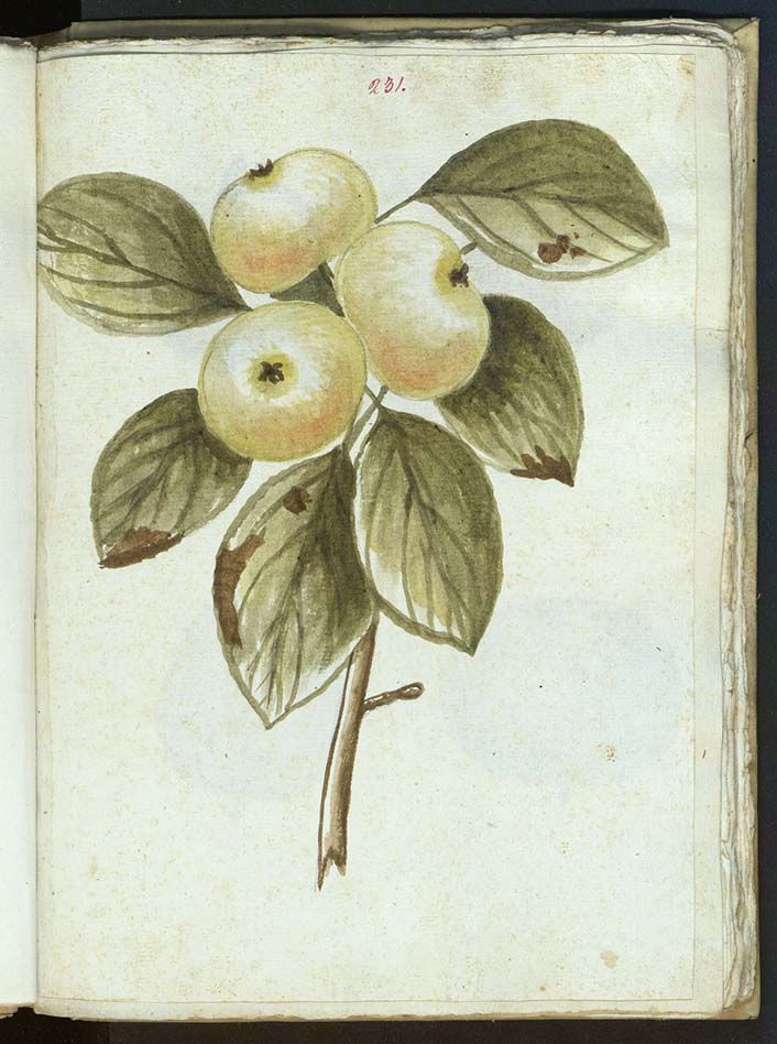 Mele, Manoscritto 49, carta 231Biblioteca di Scienze, Fondo Micheli Mele, Manoscritto 49, carta 231Biblioteca di Scienze, Fondo Micheli