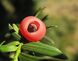 Tasso (taxus baccata). Nel Giardino dei Semplici è presente un esemplare piantato da Micheli nel 1720(fonte: Wikimedia Commons) Tasso (taxus baccata). Nel Giardino dei Semplici è presente un esemplare piantato da Micheli nel 1720(fonte: Wikimedia Commons)