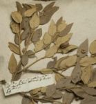 Quercus Ilex, Erbario Micheli