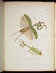 Archives de l’histoire des insectes, tav. 50 Mantide religiosa