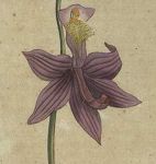 Botanical Magazine, vol. 4 (1791), Limodorum tuberosum