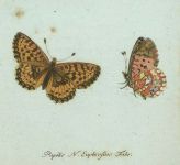Faunae germanicae, Papilio Faunae germanicae, Papilio
