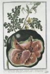 Hortus Romanus, vol. 1, tav. 68 Cocomero de' Romani
