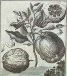 Hesperidum Norimbergensium, p. 172a dettaglio
