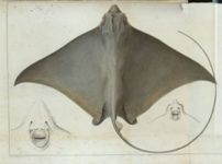 Histoire naturelle des Iles Canaries, vol. 2.2, Ichthyologie, dettaglio Histoire naturelle des Iles Canaries, vol. 2.2, Ichthyologie, dettaglio