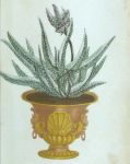 Phytanthoza, vol. 1, Aloe africana humilis
