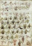 Observationes Botanicae Variae c.1r, dettaglio