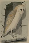Iconografia dell'avifauna italiana, Barbagianni Iconografia dell'avifauna italiana, Barbagianni