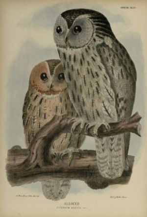 allocco_avifauna2