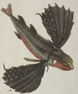 Coleccion de laminas que representan los animales y monstruos, Pesce volante 